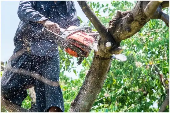 tree services Birdsboro